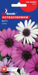 osteospermum-asti