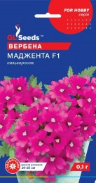 verbena-madzhenta